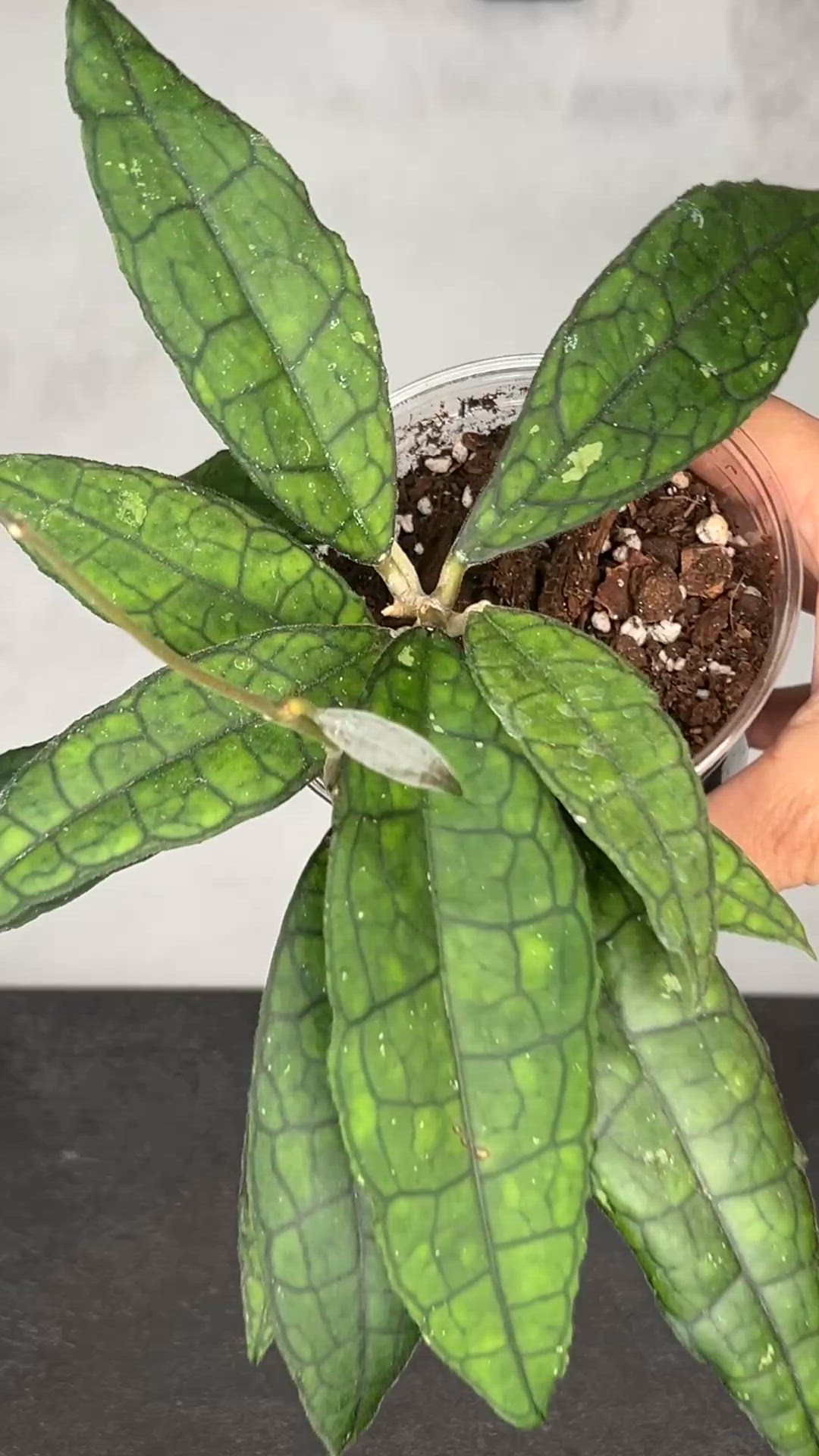 Hoya sp. AH 030